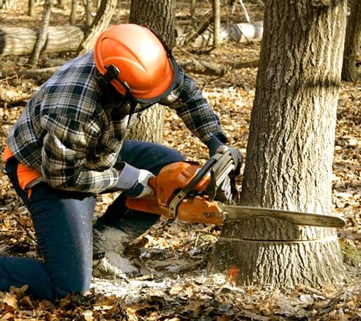 Tree Removal in Wann, OK